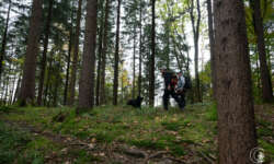 Im Wald Im Wald