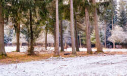 Im Wildgehege Im Wildgehege