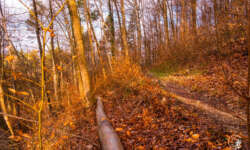 Spätwinterwald Spätwinterwald