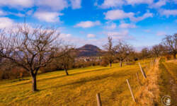Obstwiesen Obstwiesen