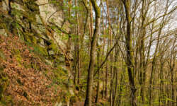 Schmale Pfade Schmale Pfade