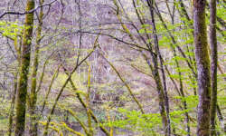 Wald und Fluss
