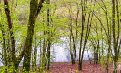 Frühlingsfluss Frühlingsfluss