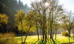 Mystisch am Parkplatz Mystisch am Parkplatz