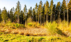 Hinauf auf den Berg Hinauf auf den Berg