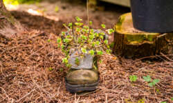 Wanderschuh Wanderschuh