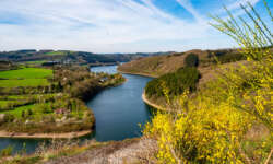 Ginster und See Ginster und See