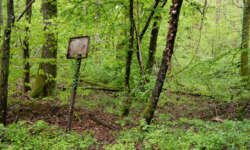 Noch mehr Grün Noch mehr Grün