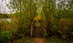 Stege am See entlang Stege am See entlang