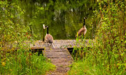 Paradies für Wasservögel Paradies für Wasservögel