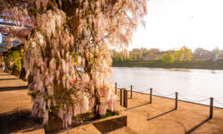 Sonniger Morgen an der Mosel Sonniger Morgen an der Mosel