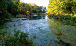 Die Braunsel Die Braunsel