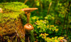 Herbst Herbst